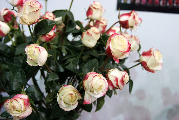장미 - Rose, Rosa hybrida