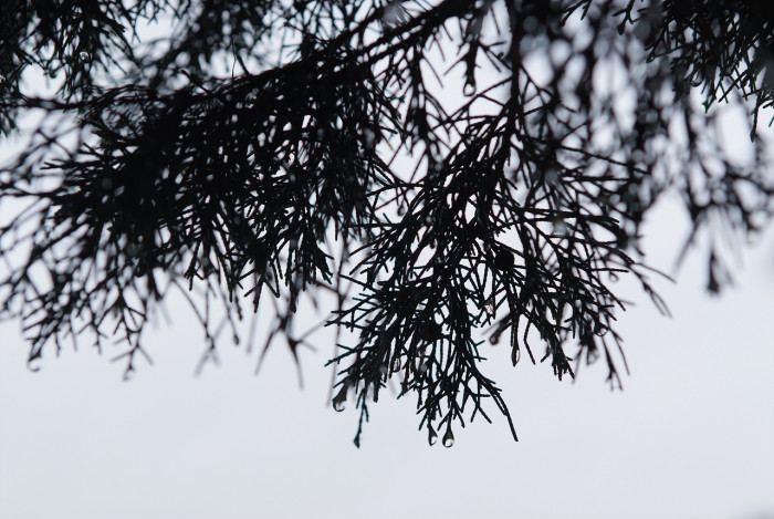 향나무 - Juniperus chinensis L.
