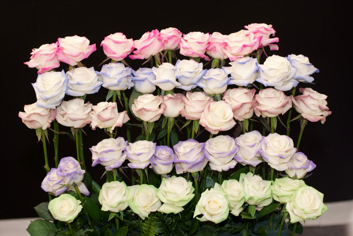 장미 - Rose, Rosa hybrida