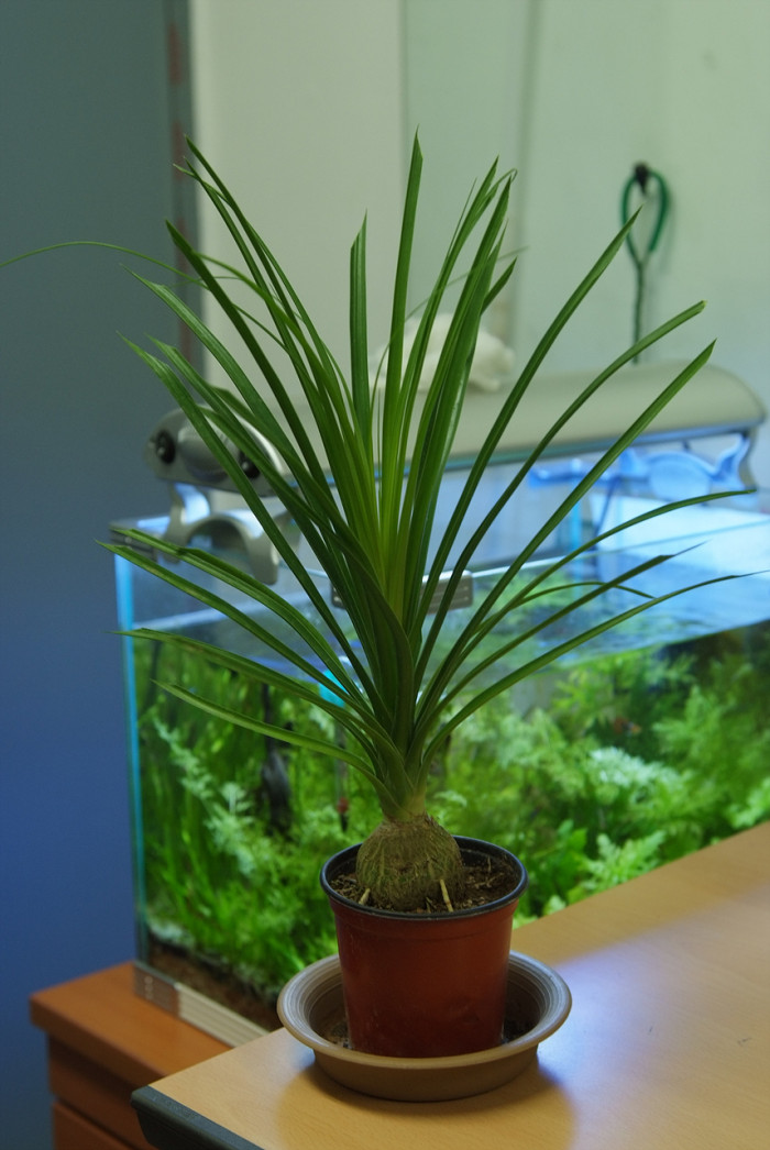 덕구리난 - Pony Tail Palm, Beaucarnea recurvata