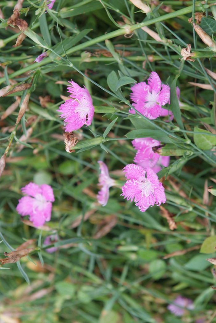 술패랭이꽃 - Dianthus superbus var. longicalycinus