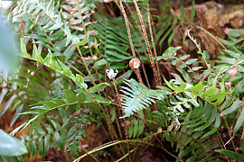 더부살이고사리 - Polystichum lepidocaulon (Hook.) J.Sm.