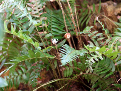 더부살이고사리 사진 - Polystichum lepidocaulon (Hook.) J.Sm. Photos