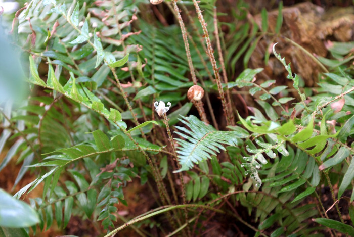 더부살이고사리 - Polystichum lepidocaulon (Hook.) J.Sm.