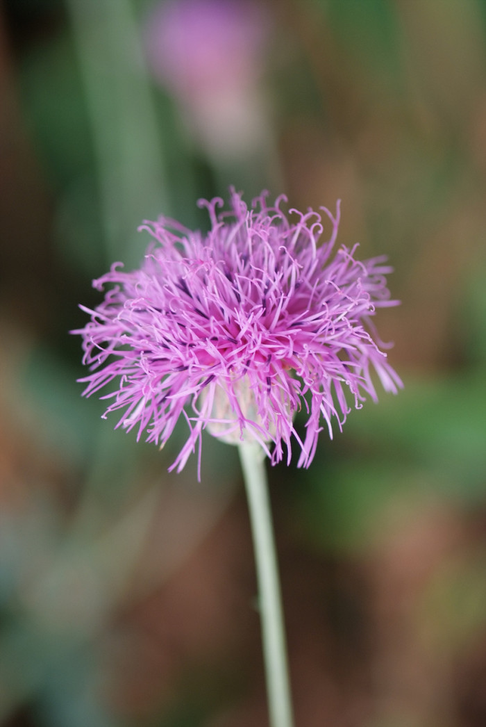 산비장이 - Mountain coronate sawwort, Serratula coronata var.insularis