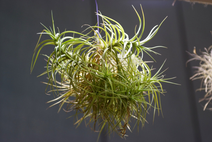 틸란디시아 - Tillandsia bergeri
