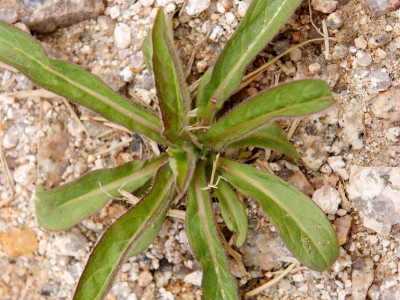 제비꽃 사진 - Viola mandshurica W.Becker Photos