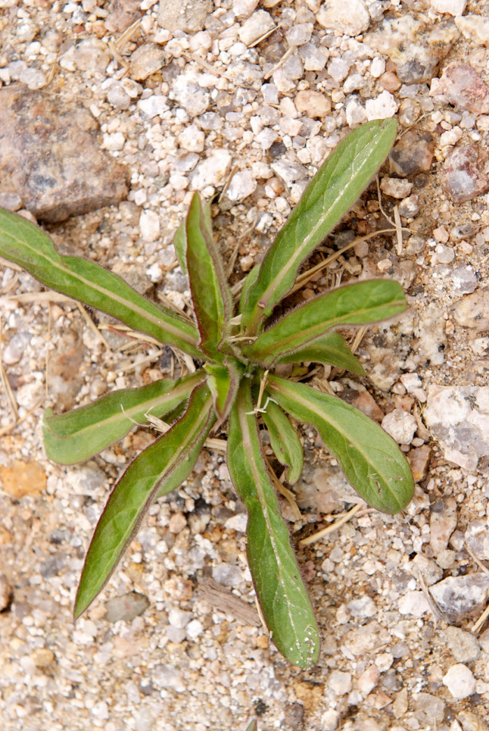 제비꽃 - Viola mandshurica W.Becker