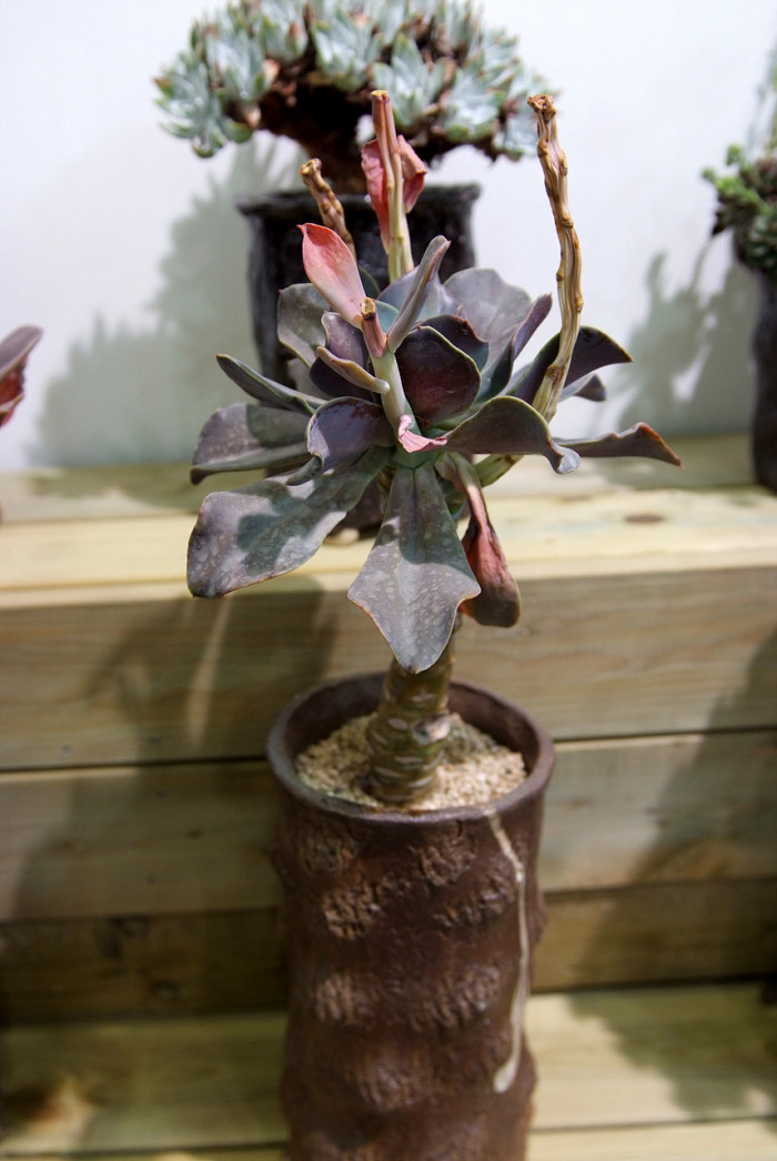흑괴리 - Graptoveria Fred Ives