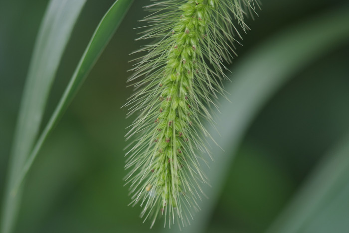 강아지풀 - Setaria viridis (L.) P. Beauv.