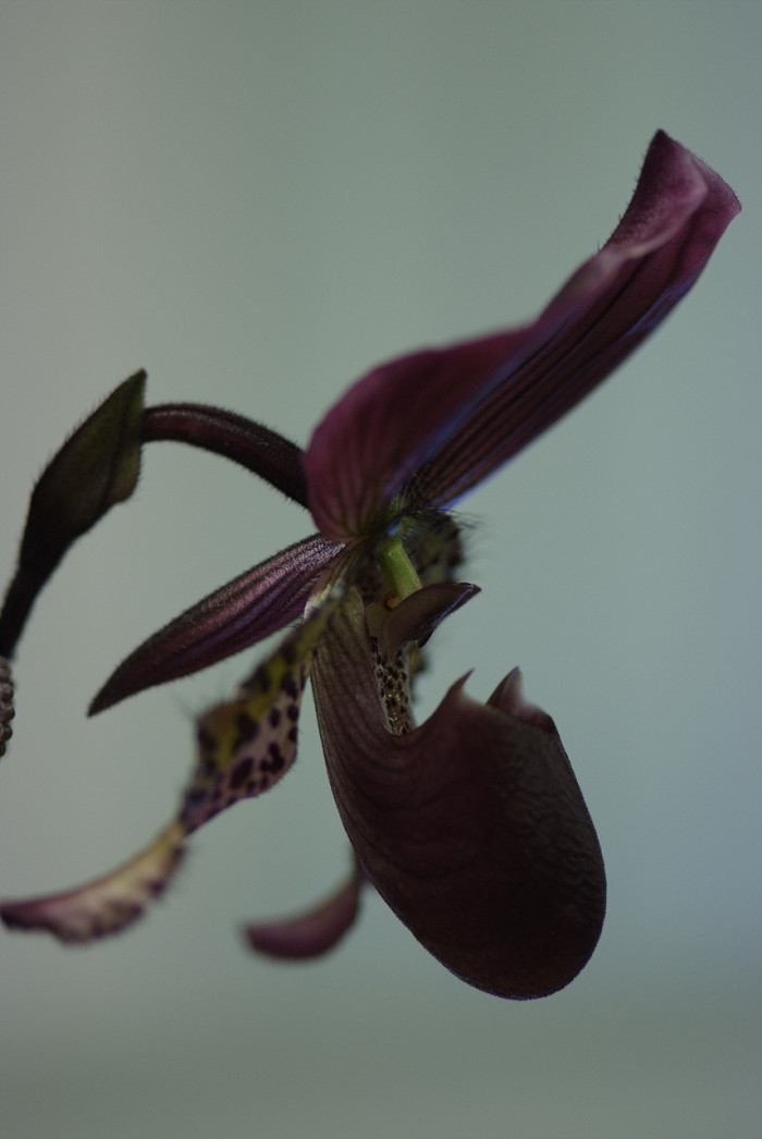 파피오페딜럼 - Papihopedilum pinochio, Paphiopedilum hybrids