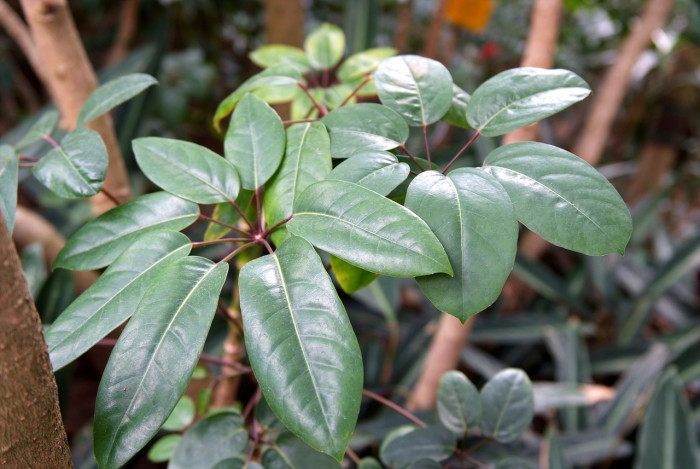 홍콩대엽 - schefflera actinophylla