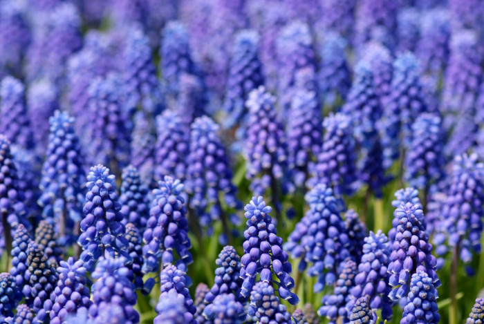 무스카리 - blue grape hyacinth, Muscari armeniacum.