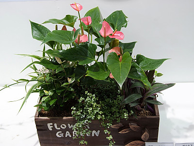 안수리움 사진 - Anthurium andraeanum Photos