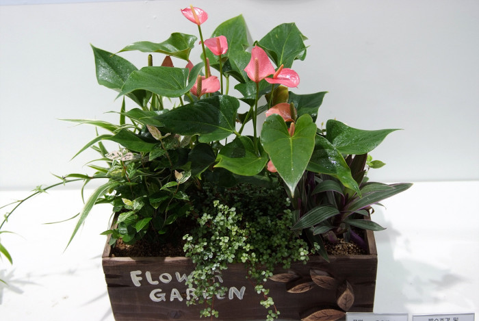 안수리움 - Flamingo lily, tailflower, laceleaf, Anthurium andraeanum