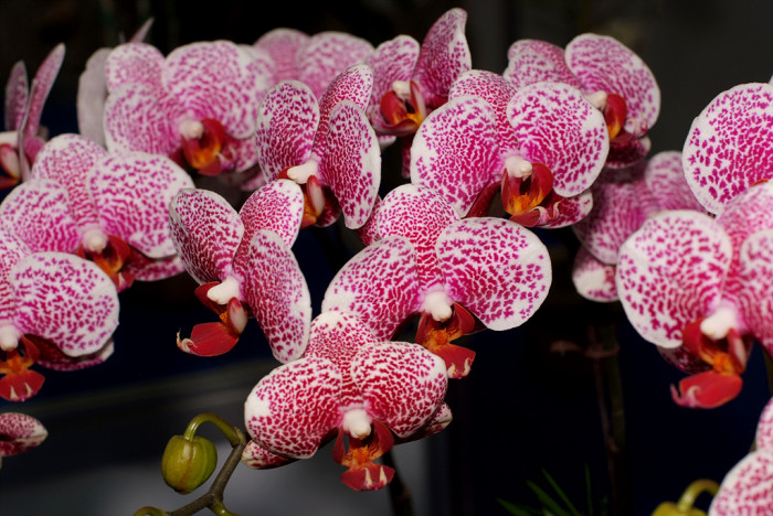 호접란 - Moth orchids, phalaenopsis