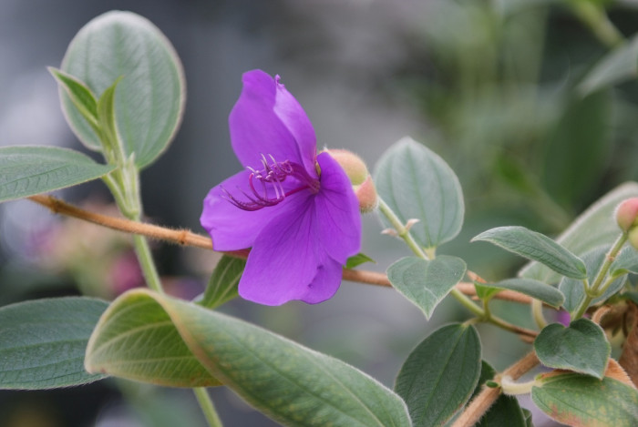 티보치나 - Glorybush, Princessflower, Tibouchina urvilleana (DC.) Cogn.