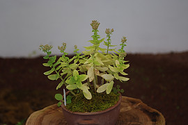큰꿩의비름 - Sedum spectabile