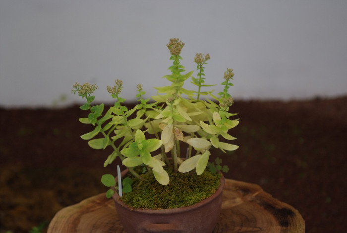 큰꿩의비름 - Sedum spectabile