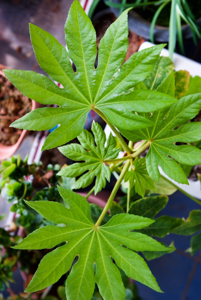 팔손이 - False aralia, Fatsia japonica (Thunb.) Decne. & Planch.