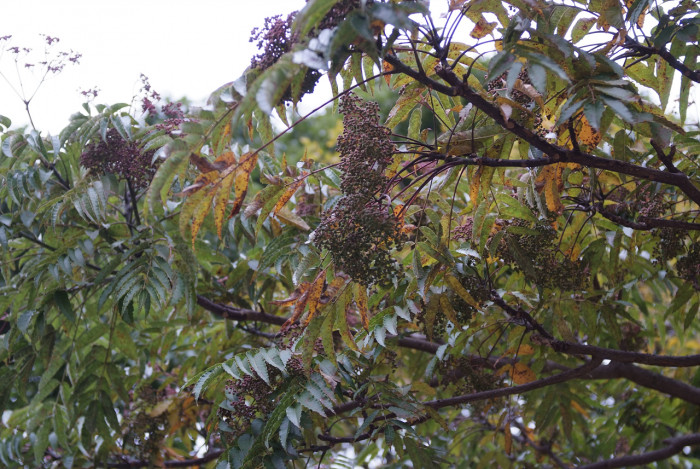 머귀나무 - Zanthoxylum ailanthoides Siebold & Zucc.