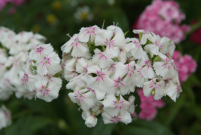 패랭이꽃 - Dianthus chinensis L. var. chinensis, Dianthus chinensis L. var. chinensis