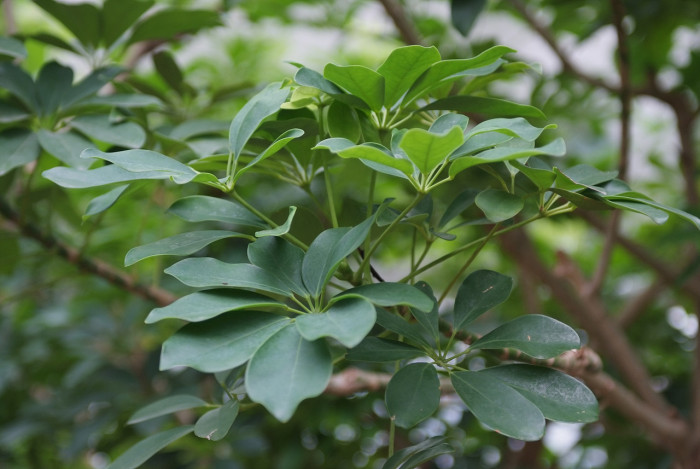홍콩야자 - umbrella tree, Schefflera arboricola