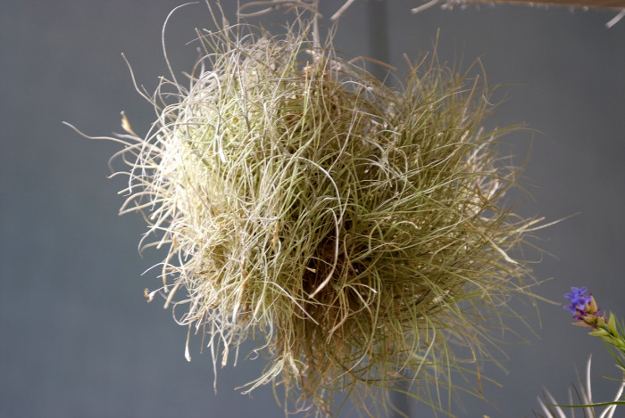 틸란디시아 - Tillandsia bergeri