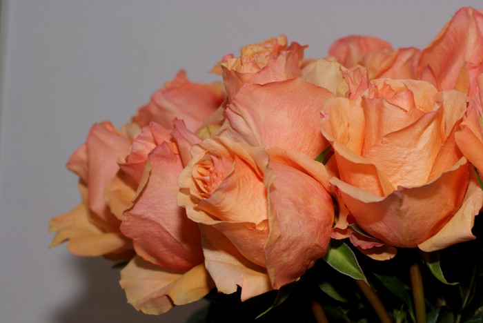 장미 - Rose, Rosa hybrida