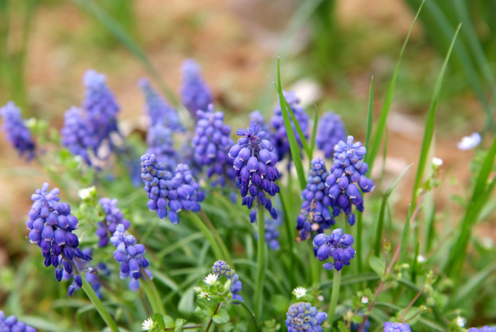 무스카리 - blue grape hyacinth, Muscari armeniacum.