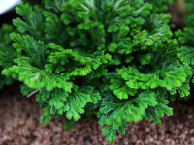 부처손 사진 - Selaginella tamariscina (P. Beauv.) Spring Photos