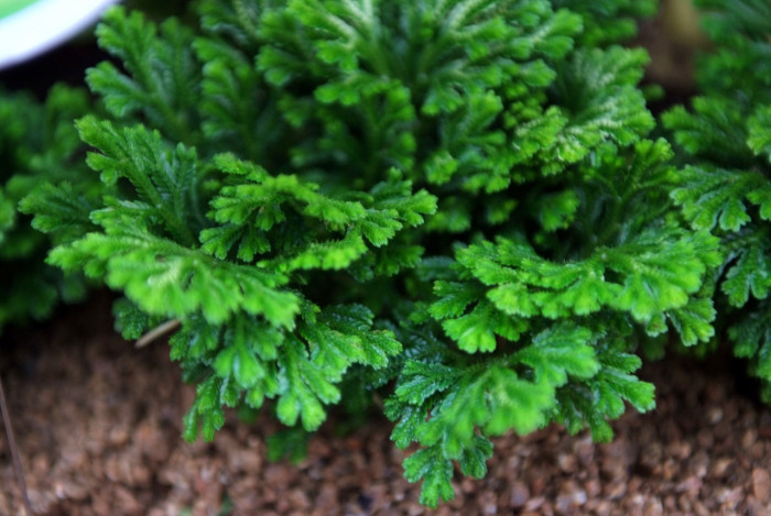 부처손 - Selaginella tamariscina (P. Beauv.) Spring