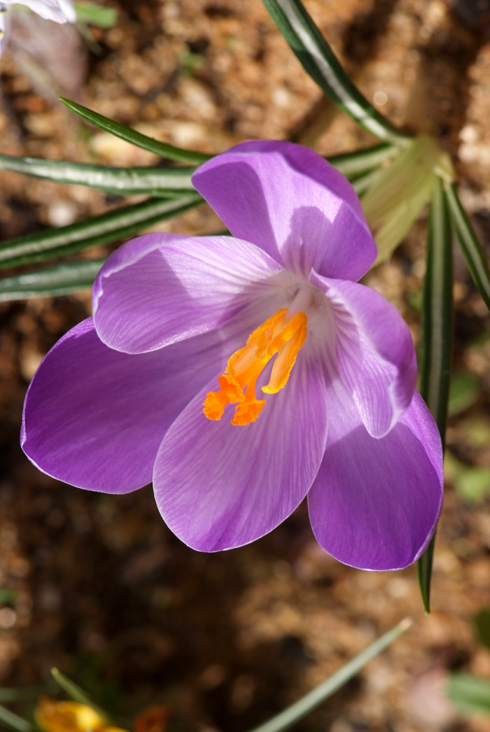 크로커스 - Crocus, Crocus spp.
