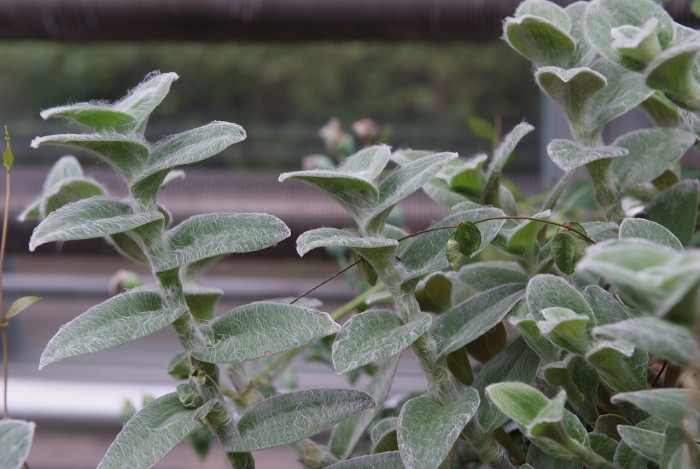 털달개비 - White Velvet, White Gossamer, Tradescantia sillamontana
