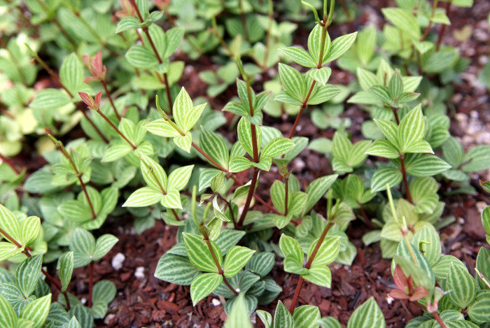 페페로미아 - Vining pepper, vining peperomia, Peperomia dahlstedtii.