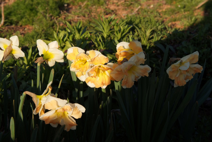 수선화 - daffodil, Narcissus tazetta var. chinensis