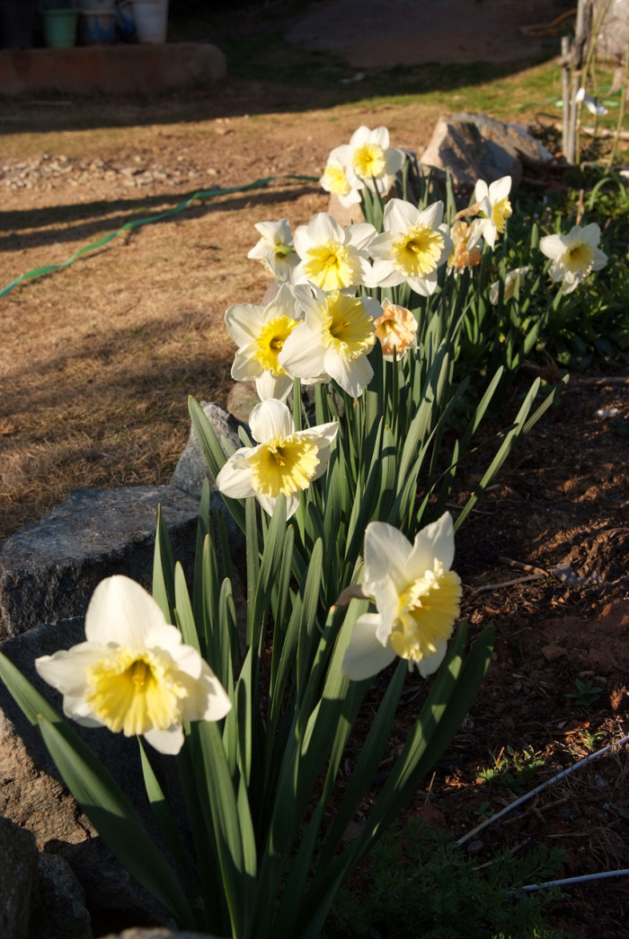수선화 - daffodil, Narcissus tazetta var. chinensis
