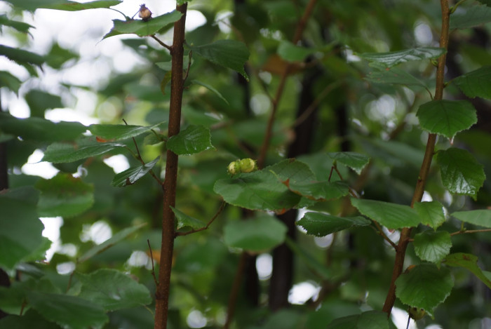 개암나무 - Asian Hazelnut , Corylus heterophylla Fisch. ex Trautv. var. heterophylla