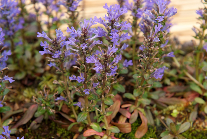 조개나물 - Ajuga multiflora Bunge