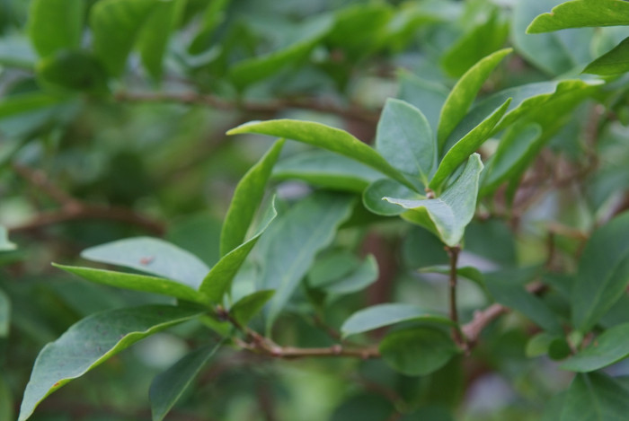 브룬펠시아 - Marning-Moon and night, Brunfelsia pauciflora