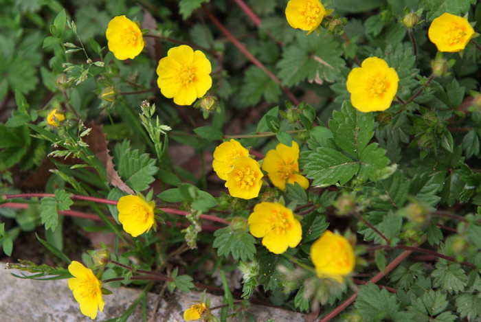 좀양지꽃 - Potentilla matsumurae Th.Wolf