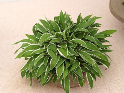 비비추 사진 - Hosta longipes (Franch. & Sav.) Matsum. Photos