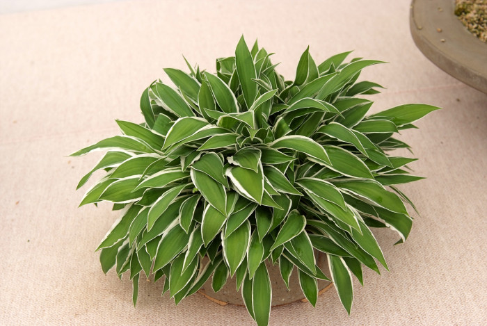 비비추 - 리멤버미, Hosta longipes (Franch. & Sav.) Matsum.