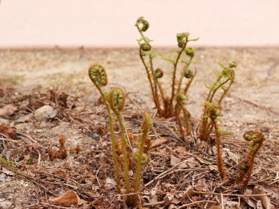관중 사진 - Dryopteris crassirhizoma Photos