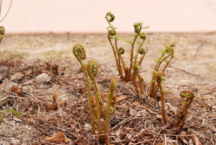 관중 - Rock  fern, Dryopteris crassirhizoma