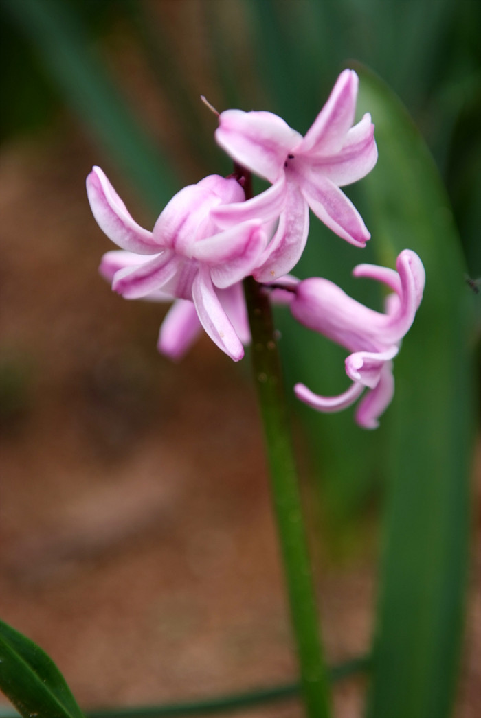 히아신스 - Hyacinth, Hyacinthus orientalis L.