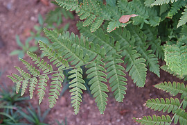 개고사리 - Athyrium niponicum (Mett.) Hance