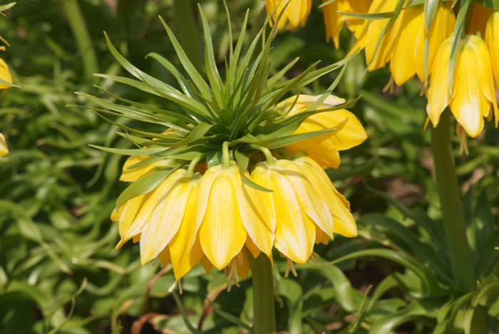 프리틸라리아 - Crown Imperial, Fritillaria imperialis