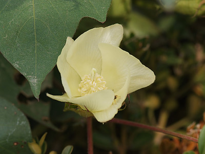 목화 사진 - Gossypium indicum Lam. Photos