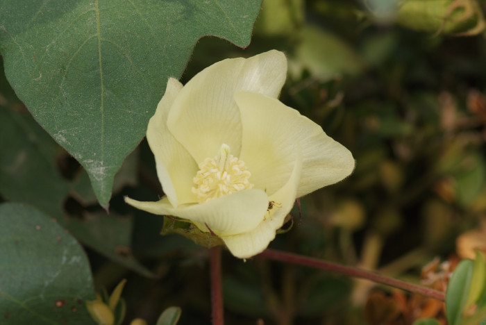 목화 - Gossypium indicum Lam.
